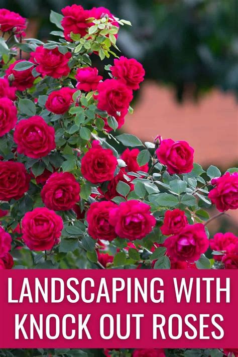 Here are 9 coolest ideas for your garden with Knock Out roses