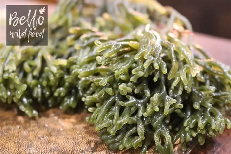 ‪Codium or forkweed is a fantastic edible seaweed it has great texture ...