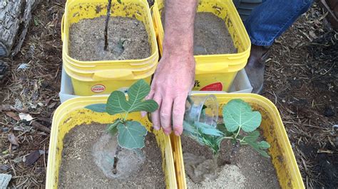 Propagate Fig Trees: How To and Why - Daddykirbs Farm