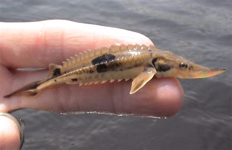 'Grand Fish, Grand River' Michigan's Lake Sturgeon - Michigan Wildlife ...