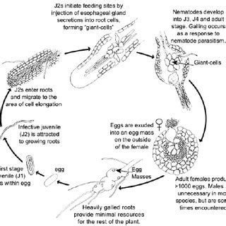 Root Knot Nematode Life Cycle