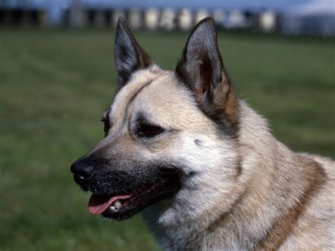 Norwegian Buhund | Breeds A to Z | The Kennel Club