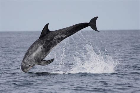 Risso's dolphin | NatureScot