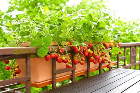 How to Grow Strawberries in Pots and Containers | luv2garden.com