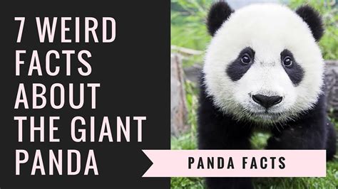 Giant Panda Facts | Interesting Facts About Pandas - YouTube