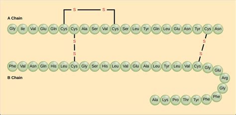 Insulin - Structure - Function - TeachMePhysiology