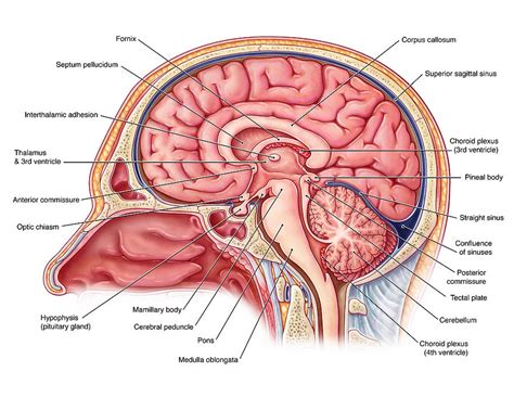 Midsagittal Brain, Illustration Photograph by Evan Oto - Fine Art America