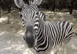 Zebra GIF - Find & Share on GIPHY