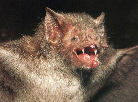 The Truth About Vampire Bats | HubPages