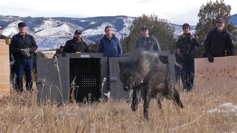 Colorado Parks and Wildlife has Released Five Gray Wolves in Colorado