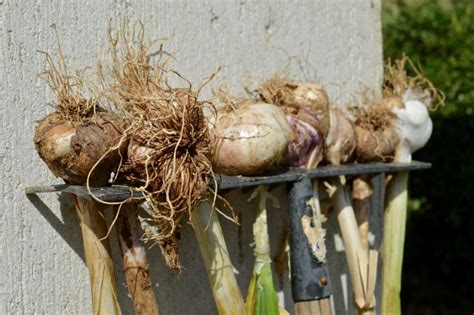 Early garlic harvest