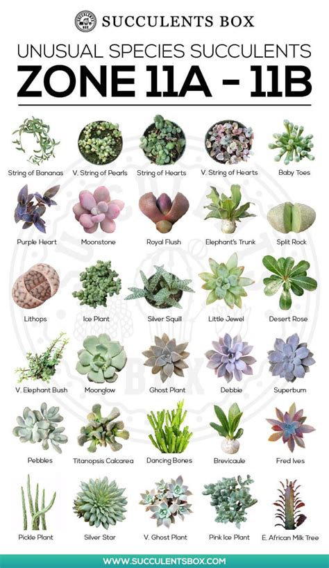 Types Of Succulents | Types Of Succulent Plant