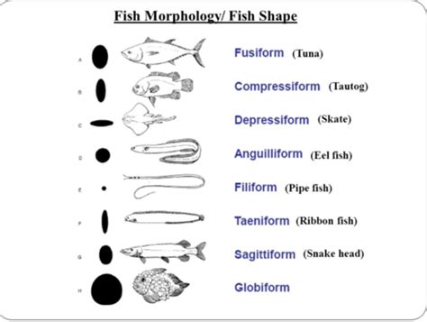 Fish Flashcards | Quizlet