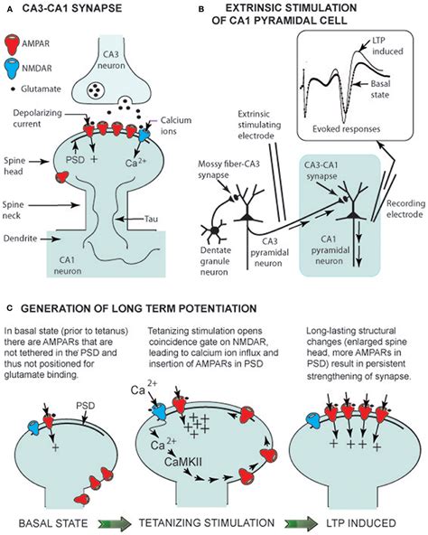 Frontiers | Extreme Neuroplasticity of Hippocampal CA1 Pyramidal Neurons in Hibernating ...