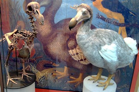 Dodo - Wikipedia