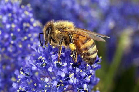 The 7 Best Flowers for Honeybees | Honeybees Favorite Flowers — Buddha ...