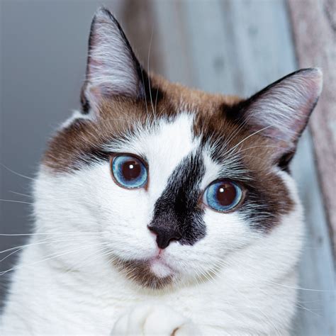 Snowshoe - Modern Cat