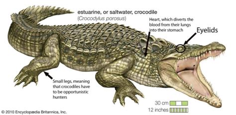 Crocodile Behavioral Adaptations