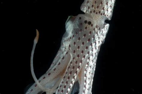 Jewel Squid | Smithsonian Ocean