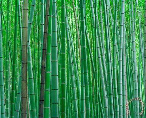 Collection Bright Green Bamboo Forest in Kyoto Japan painting - Bright ...