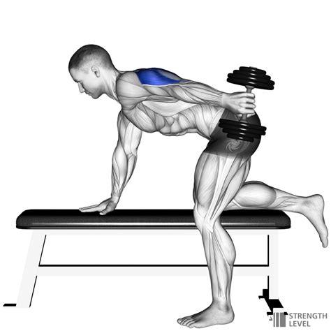 Dumbbell Tricep Kickback Standards for Men and Women (lb) - Strength Level