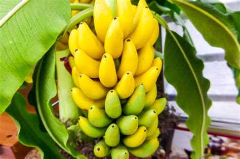 Banana - Golden Fruit - Nature's secret of perpetual youth ...