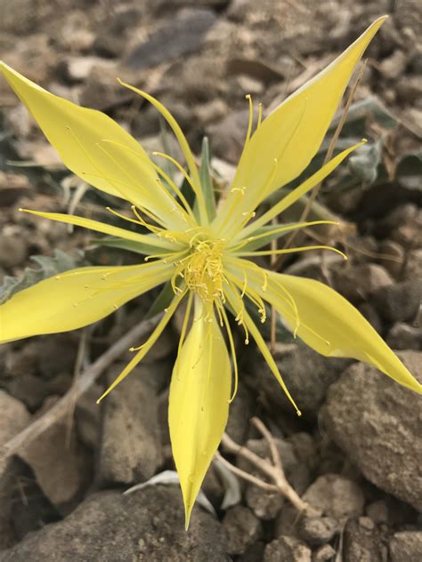 Native Oregon flower, not sure what it’s called. : r/PlantIdentification