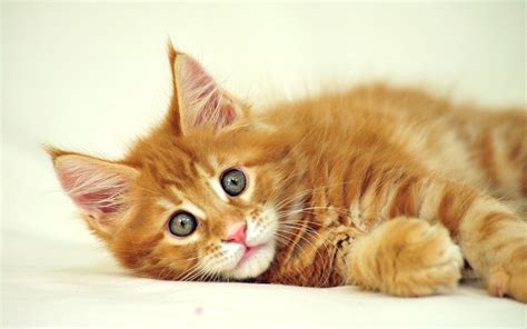 Cute Cats #9 | Cute Cats