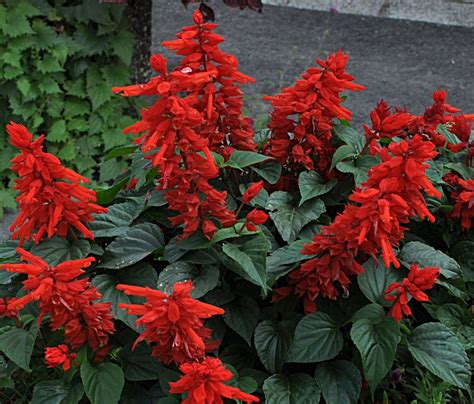 Salvia Splendens: Facts, how to grow and ornamental uses