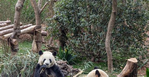 Giant Pandas in a Conservatory · Free Stock Photo