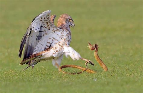 BYUNGHO YOO (@ybh4618) | Beautiful birds, Pet birds, Snake in the grass