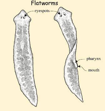 Flatworms - Facts, Diet & Habitat Information