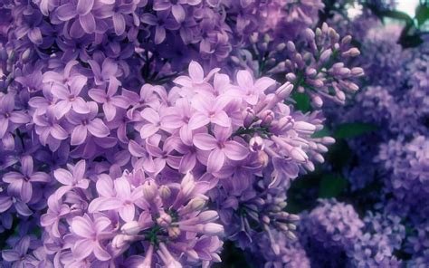 Aesthetic Wallpaper Lavender Flower - canvas-point