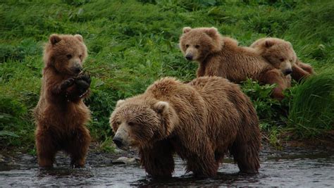 Grizzly Bears vs Brown Bears : Differences | Alaska Tours Grizzly Bear ...