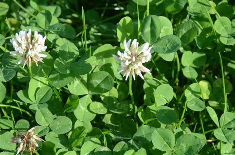 New white clover variety is ideal for both grazing and cutting leys ...