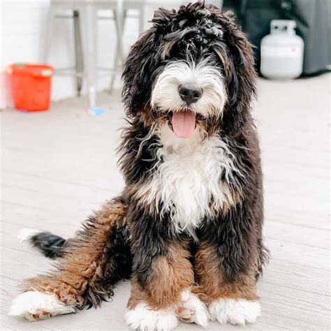 Bernedoodle sitting down | Sheepadoodle, Bernedoodle, Bernedoodle puppy