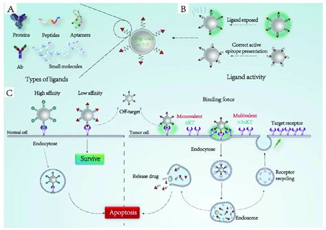 Schematic diagram of ligand-receptor interaction. (A) Common types of ...