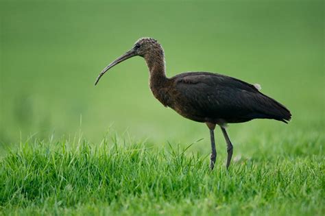 A Walk On The Wildside/Paul Foster.: Horwich Glossy Ibis x 4