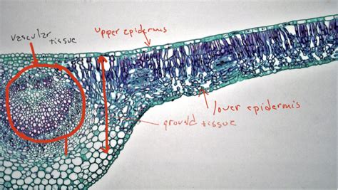 Chapter 6: Organ, Tissue, and Cellular Structure of Plants – Inanimate Life