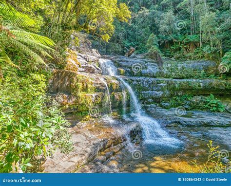 Liffey Falls in Tasmania stock photo. Image of midlands - 150864342