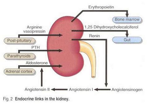 Kidney Hormones And Functions