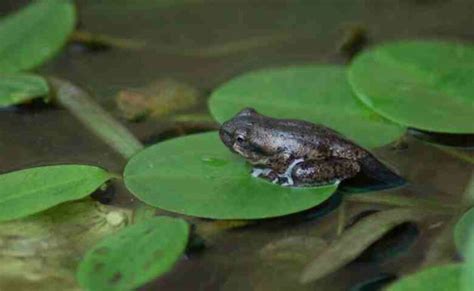 Daur Hidup Katak Mulai dari Telur, Berudu hingga Katak Dewasa