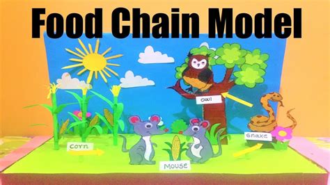 Food chain model (owl food web model) | science project | DIY | howtofunda - YouTube