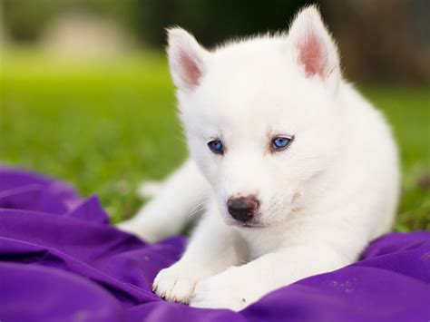 Fondos de Pantalla Perro Husky siberiano Cachorro Blanco Animalia descargar imagenes