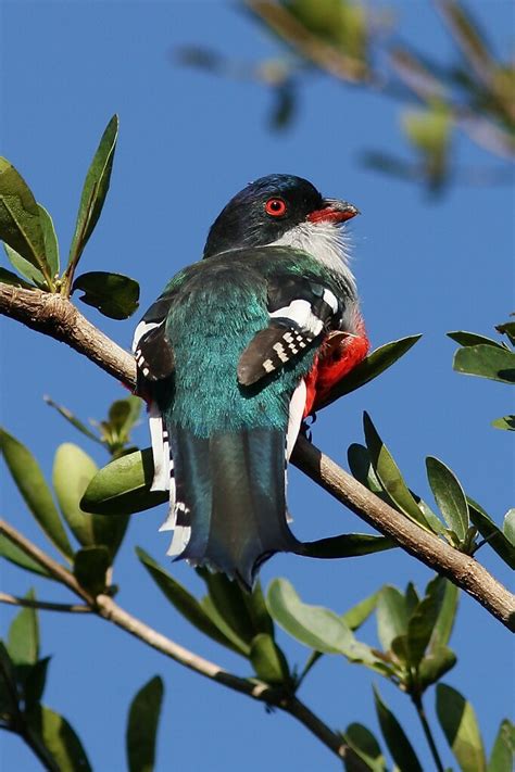 Cuban Trogon - Cuba's National Bird - The Tocororo - Priotelus temnurus - a photo on Flickriver