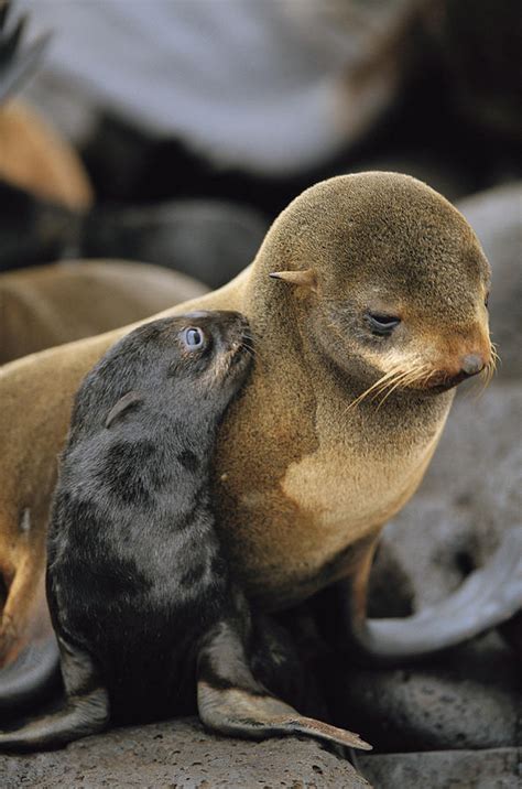 A Northern Fur Seal Pup Nuzzles Photograph by Joel Sartore