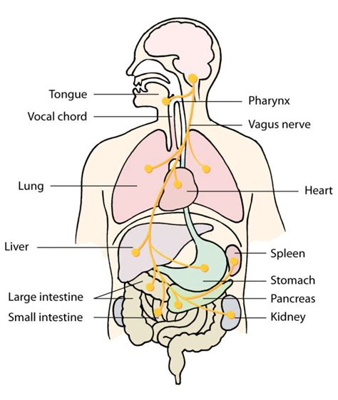 The Vagus Nerve: Exercises to Calm Your Anxiety