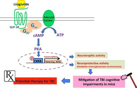 Liraglutide is neurotrophic and neuroprotective in neuronal cultures ...