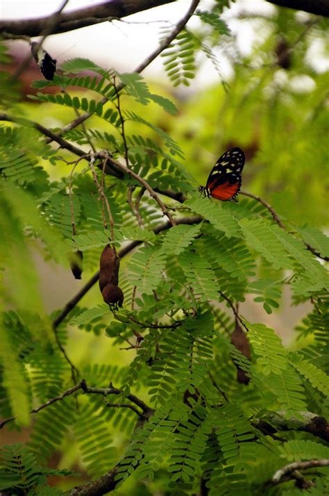 Butterflies at Fairchild Tropical Botanical Gardens : Miami | Visions ...