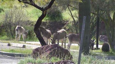 Lake Pleasant Wildlife Wild burros and colts lazy afternoon.mpg - YouTube